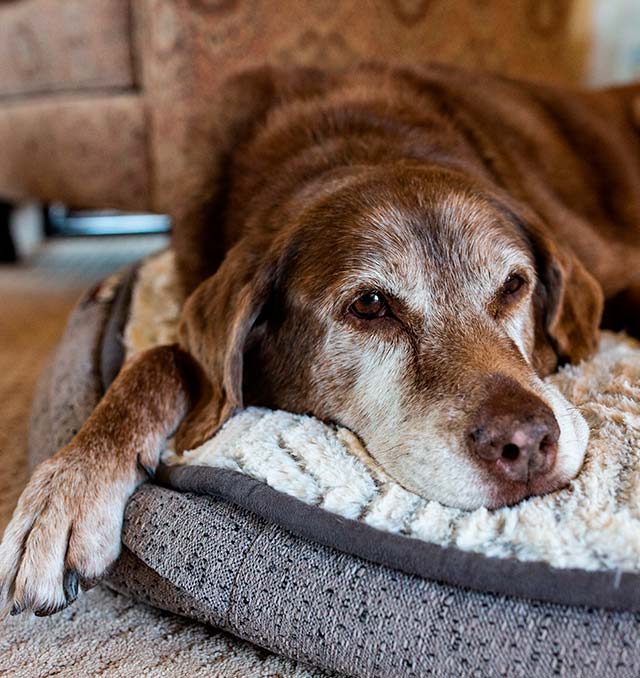 Caring For Your Senior Pet Concord Veterinary Clinic