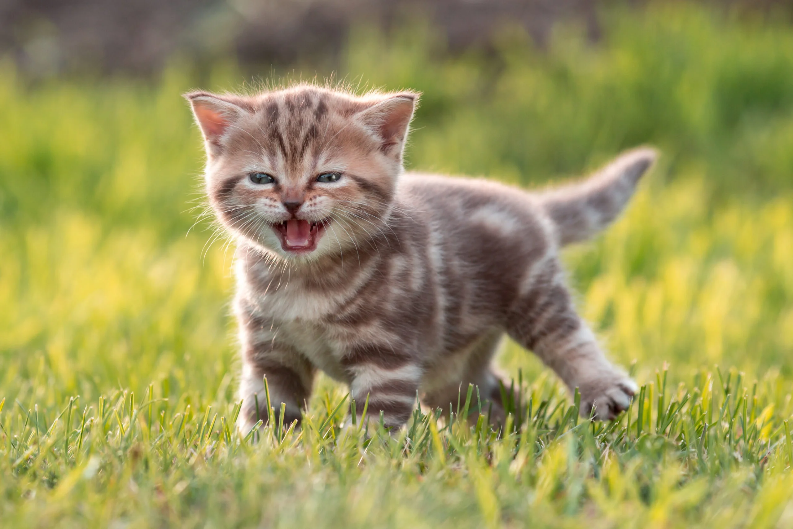 Pet Surgery in Concord