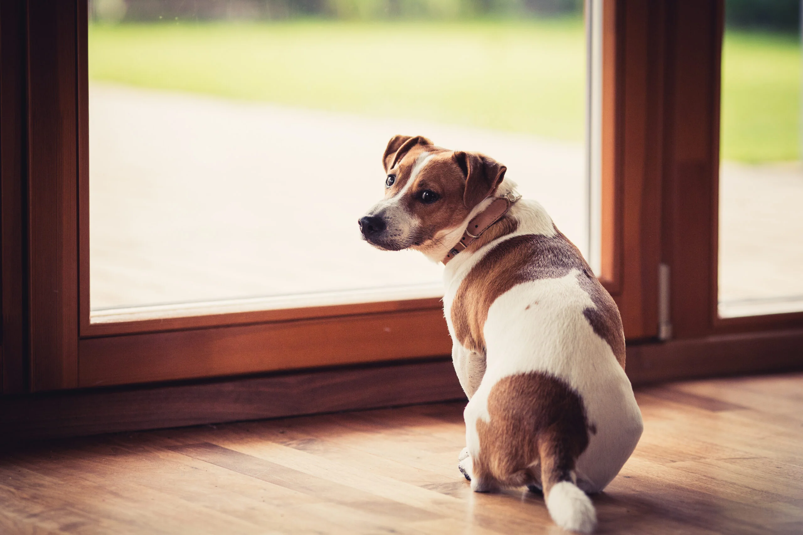 Concord, CA Pet Surgery